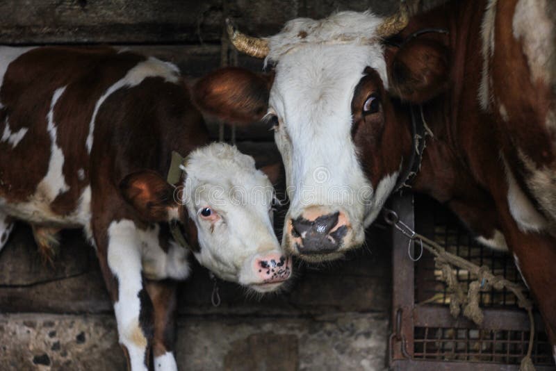 Close-upkoe en kalf op een landbouwbedrijf Concept van: het fokken, liefde voor dieren stock foto's Close-upkoe en kalf op een landbouwbedrijf Concept van: het fokken, liefde voor dieren stock foto's