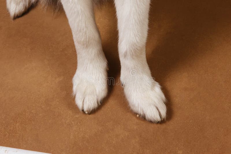 Close-up view at paws of alaskan malamute breed dog on brown blackground. Close-up view at paws of alaskan malamute breed dog on brown blackground