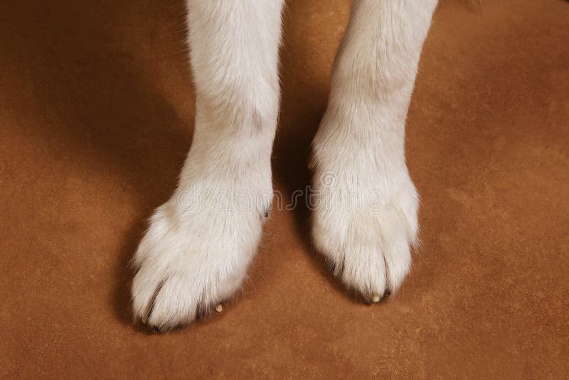 Close-up view at paws of alaskan malamute breed dog on brown blackground. Close-up view at paws of alaskan malamute breed dog on brown blackground