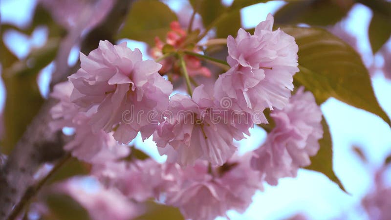 Close-upmening van het tot bloei komen sakura met bloemblaadjes die in de wind slingeren