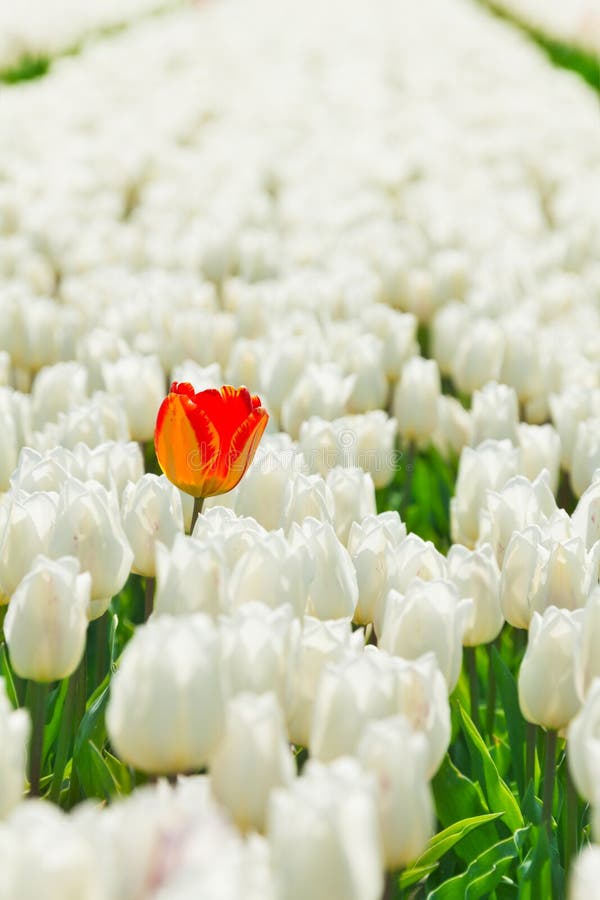 Close-upmening van witte tulpen en oranje stock foto's Close-upmening van witte tulpen en oranje stock foto's