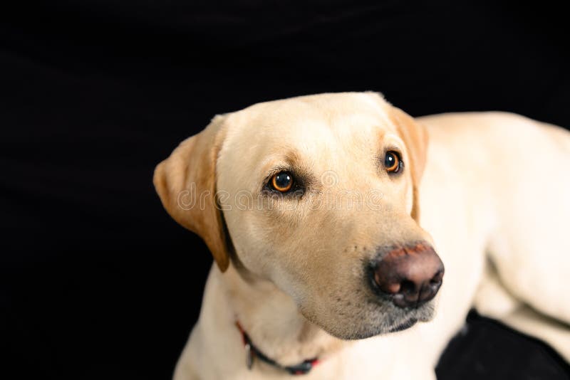 Close-upportret van blond Labrador op zwarte achtergrond royalty-vrije stock afbeelding Close-upportret van blond Labrador op zwarte achtergrond royalty-vrije stock afbeelding