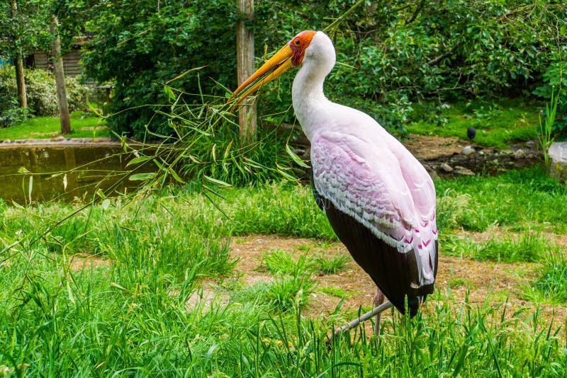 Close-upportret van een gele gefactureerde ooievaar die een tak voor zijn nest, Seizoengebonden vogelgedrag, Tropische vogelspeci stock fotografie Close-upportret van een gele gefactureerde ooievaar die een tak voor zijn nest, Seizoengebonden vogelgedrag, Tropische vogelspeci stock fotografie