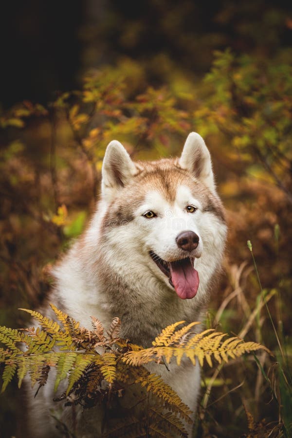 Close-upportret van gelukkige Beige Siberische Schor in dalingsseizoen op een bosachtergrond Beeld van schor hond in de herfst royalty-vrije stock afbeeldingen Close-upportret van gelukkige Beige Siberische Schor in dalingsseizoen op een bosachtergrond Beeld van schor hond in de herfst royalty-vrije stock afbeeldingen