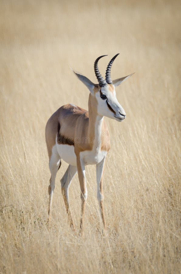 Close-up portrait of beautiful African springbok gazelle in front of dry grass, Etosha National Park, Namibia, Southern Africa. Close-up portrait of beautiful African springbok gazelle in front of dry grass, Etosha National Park, Namibia, Southern Africa.