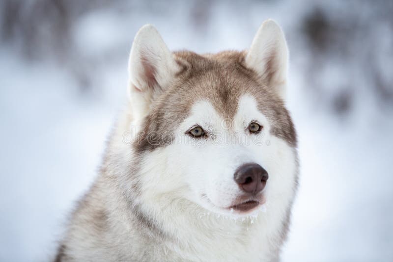 Close-upportret van mooie, prideful en vrije Siberische Schor hondzitting op de sneeuw in het feebos in de winter stock foto Close-upportret van mooie, prideful en vrije Siberische Schor hondzitting op de sneeuw in het feebos in de winter stock foto