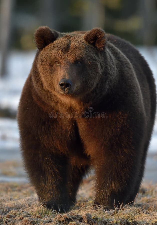 Close-upportret van Volwassen Mannetje van Bruine Beer (Ursus-arctos) royalty-vrije stock afbeelding Close-upportret van Volwassen Mannetje van Bruine Beer (Ursus-arctos) royalty-vrije stock afbeelding