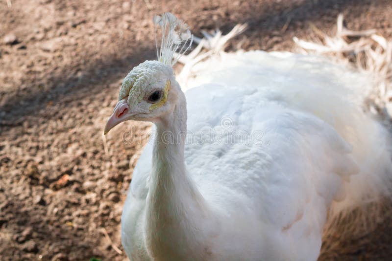 Close-up portrait of snow-white bird peafowl peahen with feather crown on head. Close-up portrait of snow-white bird peafowl peahen with feather crown on head