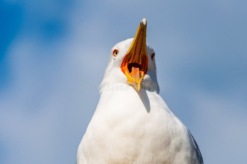 Close-upportret van witte Zeemeeuw met wijd open gele bek Larus Argentatus of de Europese haringenmeeuw, zeemeeuw zijn a stock fotografie Close-upportret van witte Zeemeeuw met wijd open gele bek Larus Argentatus of de Europese haringenmeeuw, zeemeeuw zijn a stock fotografie