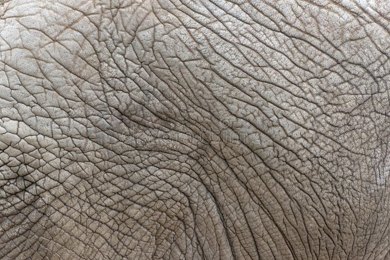 Close view of african elephant skin texture stock image