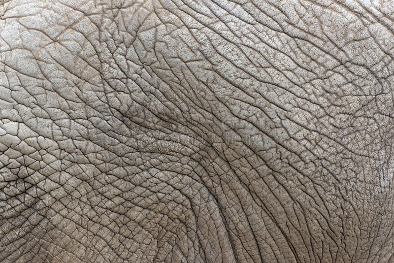 Close view of african elephant skin texture