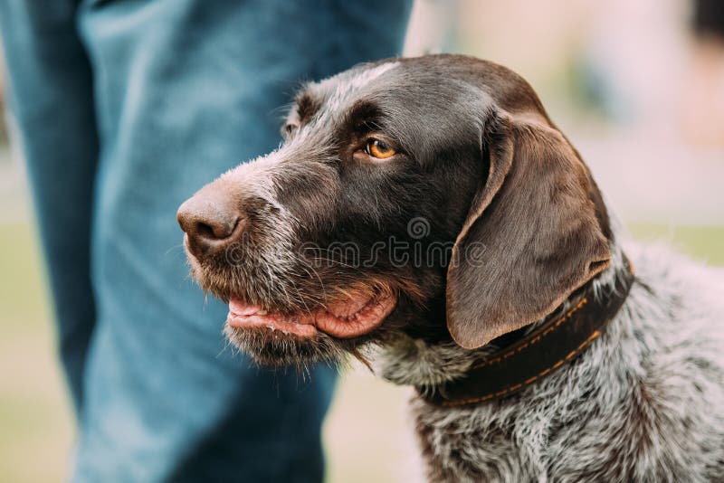 Close View Of Black German Wirehaired Pointer Dog stock image