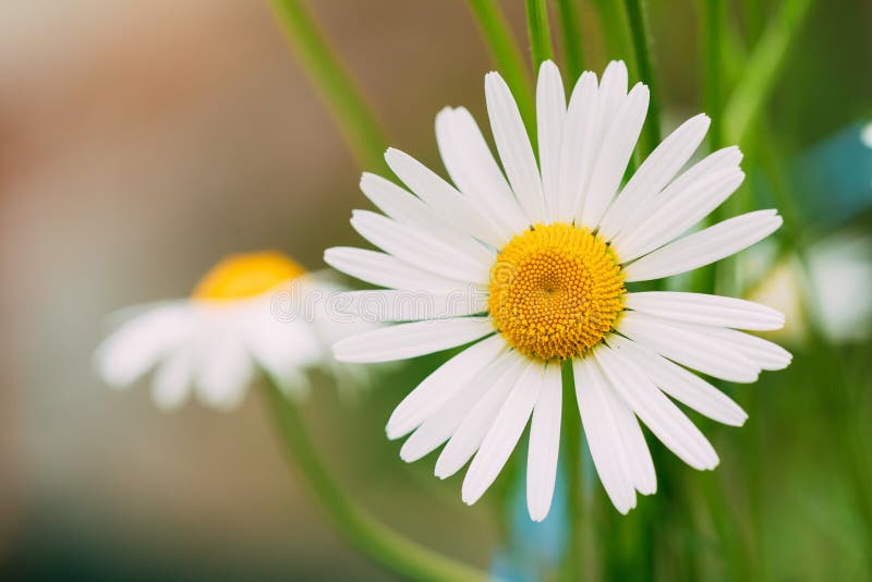 Close View Of Blooming Garden Decorative Flowers, White Chamomile