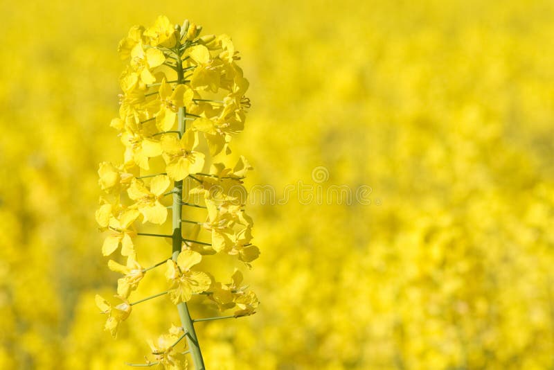 Close view of colza in bloom royalty free stock photography
