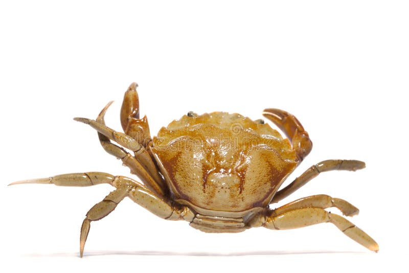 Orange crab stock image. Image of background, isolated - 105944591