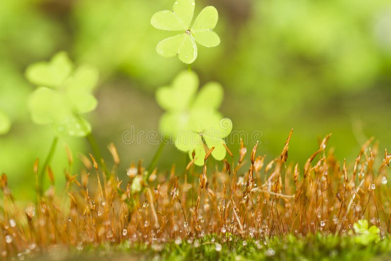 small plants on forest ground