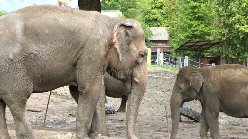 Close View of an Elephant Family