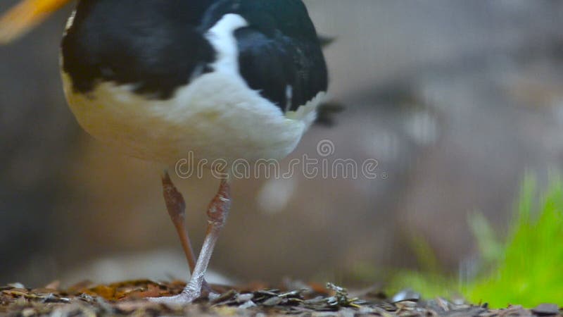 Close view of a bird