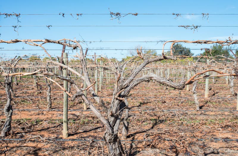 The canes of this grape vine have been wrapped on the trellis wires in a vineyard, Mildura, Australia. The canes of this grape vine have been wrapped on the trellis wires in a vineyard, Mildura, Australia.