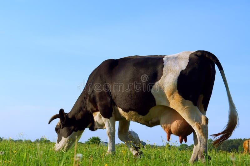 Close view of grazing cow stock photos