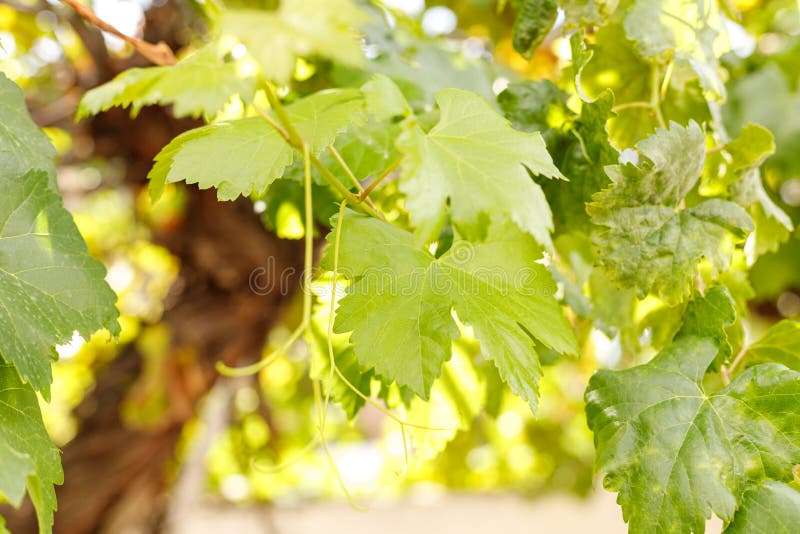 Close Up on the Vines and the Grapes Champenois Stock Photo Image of