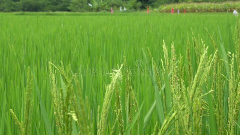 Close view of lush green rice field