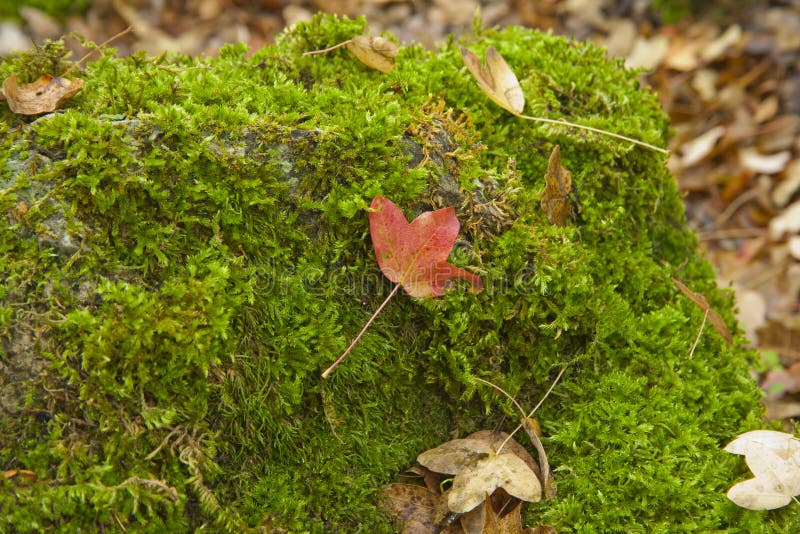 Moss Substrates