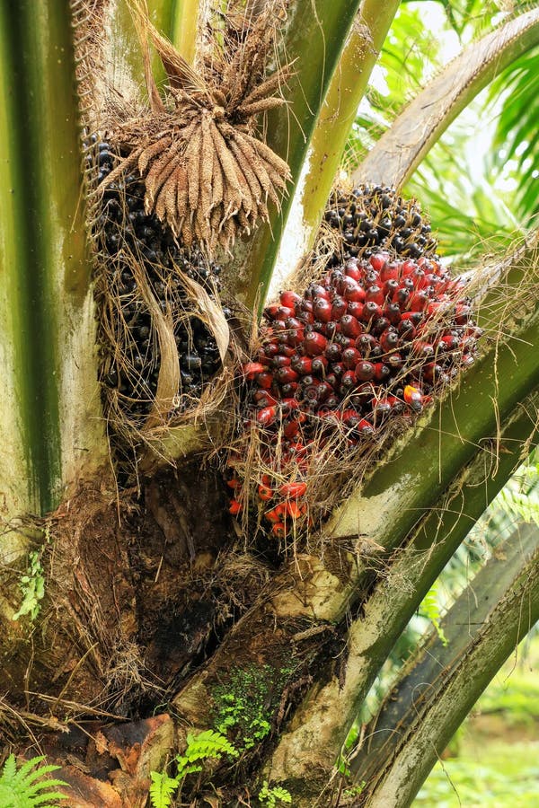 Close view of oil palm tree top with fruit stock photos Close view of oil palm tree top with fruit stock photos