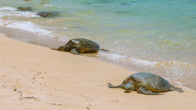 Close View Of Sea Turtle Resting On Laniakea Beach On A Sunny Day Oahu