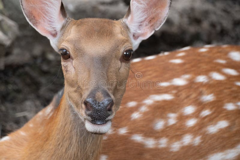 Close view of a sika deer