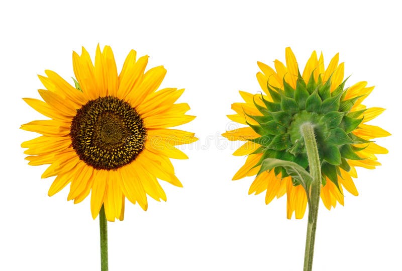 Close view of sunflower stock images