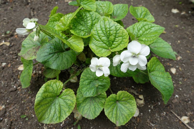 Close View of White Flowers of Viola Sororia Albiflora in May Stock