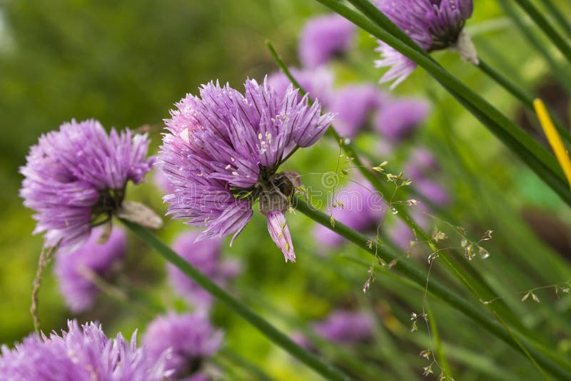 Close view of wild purple flowers in the forest stock images Close view of wild purple flowers in the forest stock images