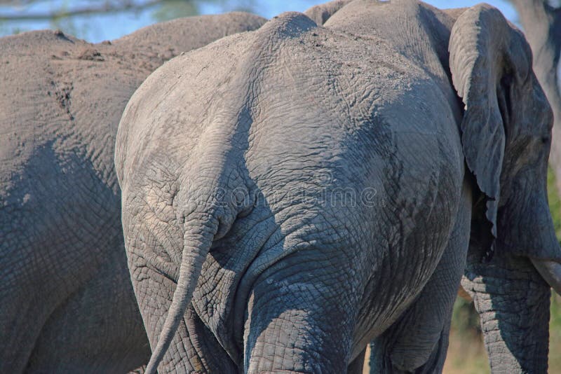 CLOSE VIEW OF WRINKLES ON SKIN ON REAR OF AFRICAN ELEPHANT stock photo CLOSE VIEW OF WRINKLES ON SKIN ON REAR OF AFRICAN ELEPHANT stock photo