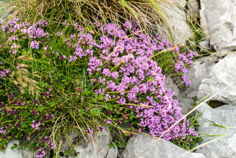 Closeap view to a bush of thyme flower on rocky alpine slide near the nature hiking trail in Risnjak National park in Croatia. Bright sunny daylight exposition.