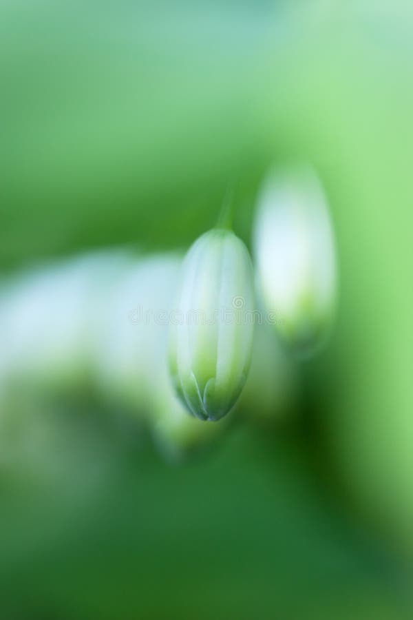 Closed bud