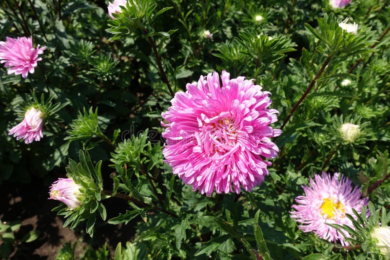 Closed Buds and Pink Flowers of China Asters in September Stock Image