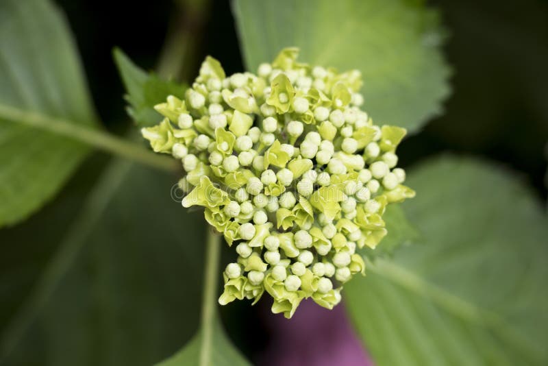 Closed buds pink hydrangea. stock image