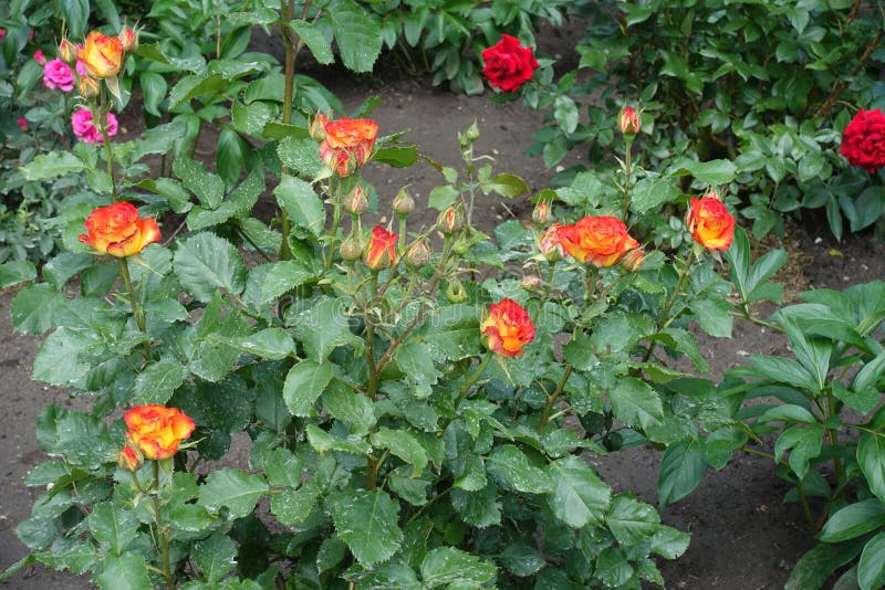 Closed buds and red and yellow flowers of rose royalty free stock images