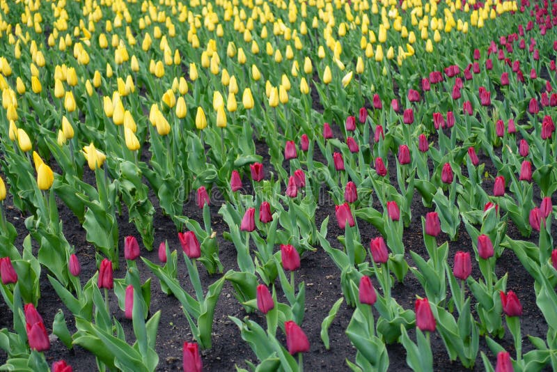 Closed buds of red and yellow tulips in April royalty free stock images