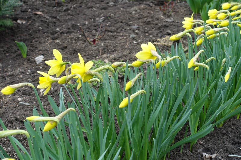 Closed buds and yellow flowers of daffodils in April stock image