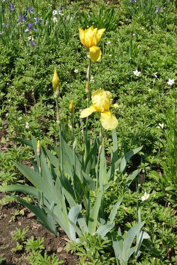 Closed buds and yellow flowers of bearded iris stock photography