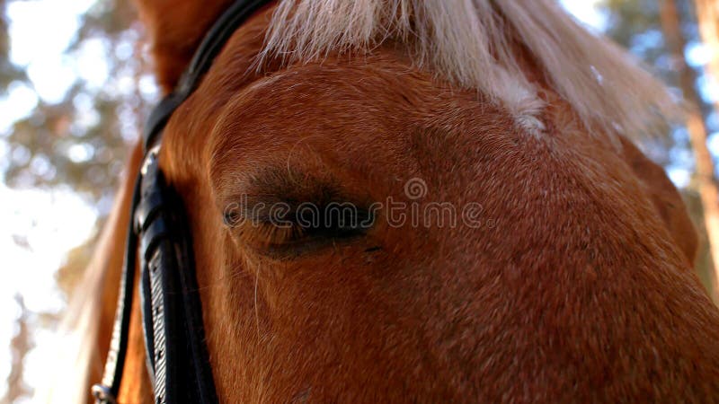 Closed eye of an horse stock photography Closed eye of an horse stock photography