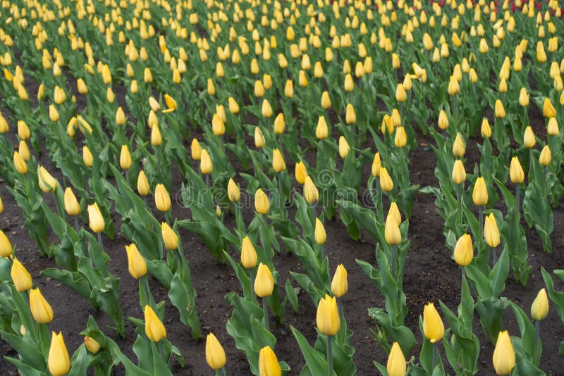 Closed flower buds of yellow tulips royalty free stock image
