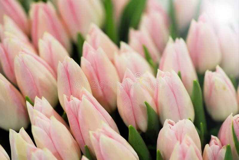 Closed pink tulips