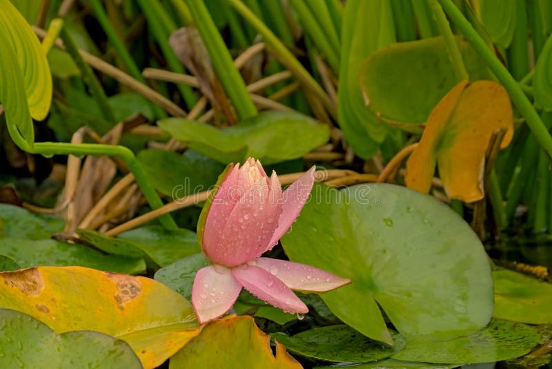 Closed pink water-lily in the pond