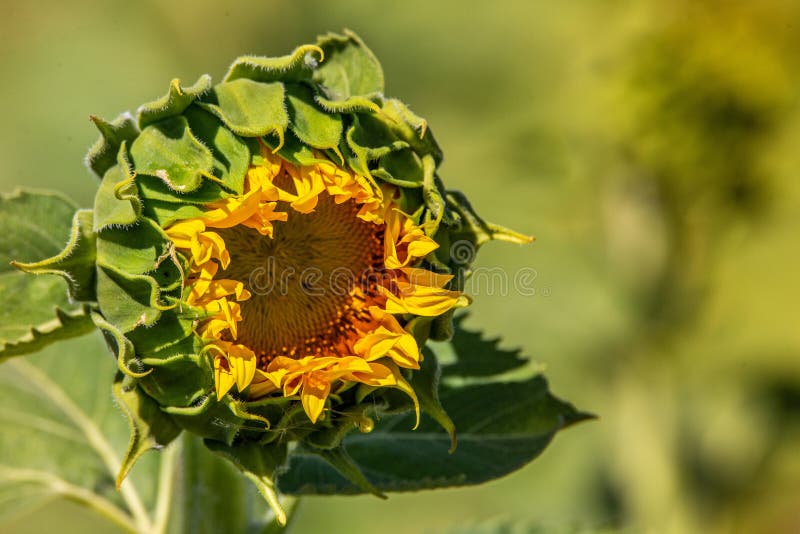 Closed sunflower opening stock photos Closed sunflower opening stock photos