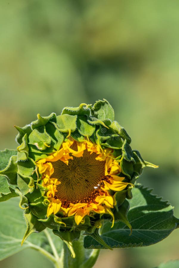 Closed sunflower opening stock images Closed sunflower opening stock images