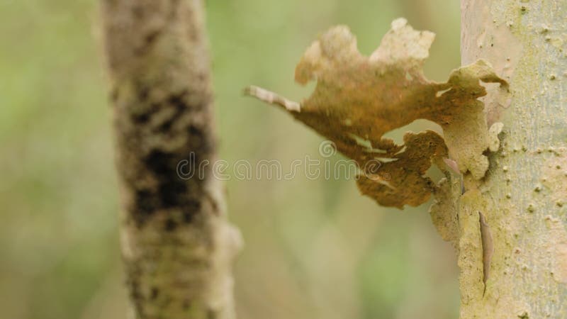 Closed Up the bark of the Xylocarpos plant that lives as mangrove forest vegetation on the coast