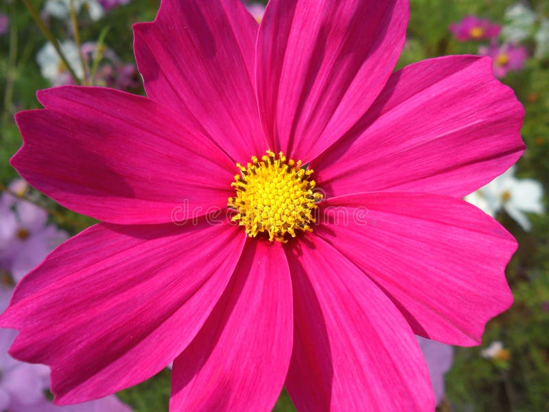 Closed up blooming vivid pink Cosmos flowers in the sunlight stock images Closed up blooming vivid pink Cosmos flowers in the sunlight stock images